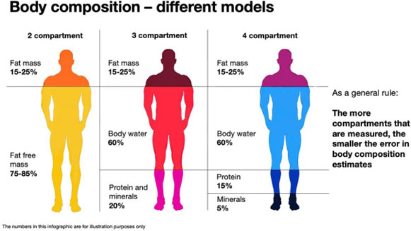 Types of Body Composition - Primo Fitness